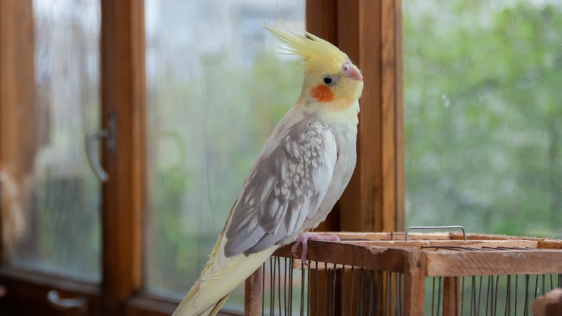 AVIGOLD ADVANCE-1000ml-Aviary Bird Tonic - Image 5