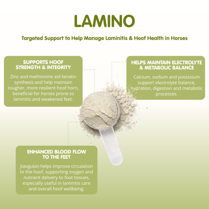 Lamino-1kg-For Horses - Image 2