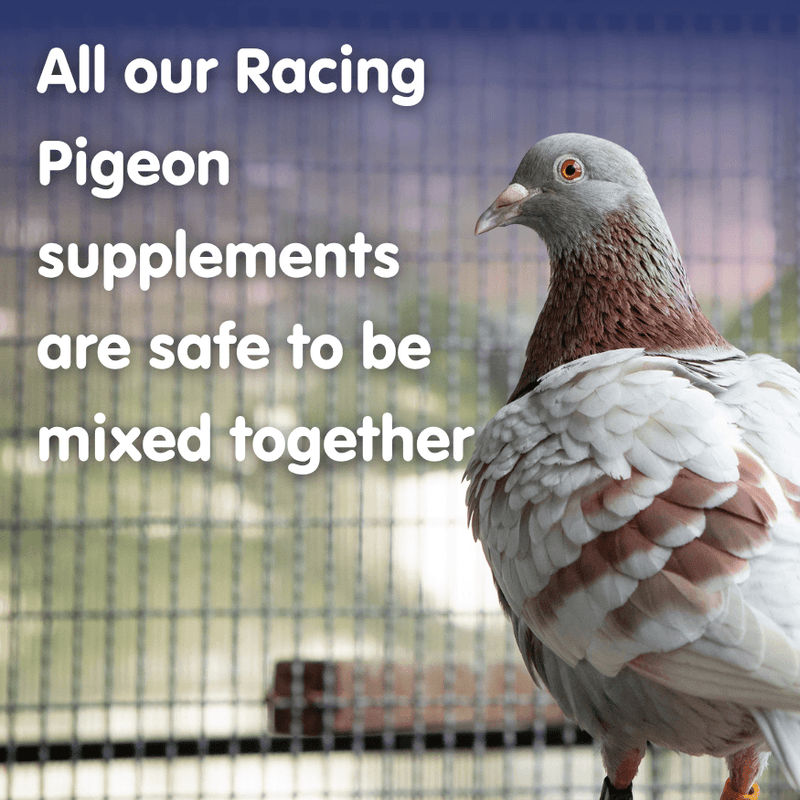 MYCOFORM-T-500ml-Racing Pigeon Respiratory - Image 2