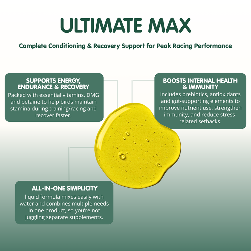 AVIFORM ULTIMATE MAX-500ml-Complete Supplement for Racing Pigeons - Image 3