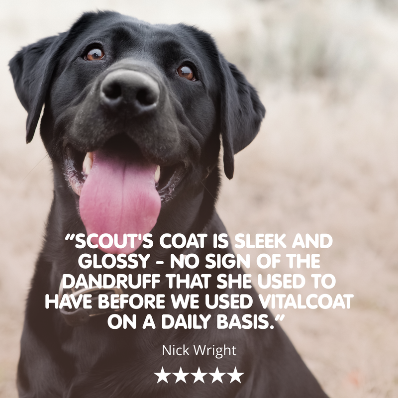 Vitalcoat-250g-Dog Coat and Skin Conditioner - Image 3