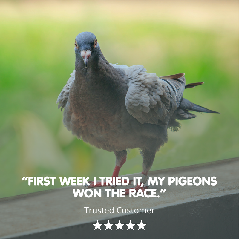 ROCKETFUEL MCT-250ml- Energy Oil for Racing Pigeons - Image 4