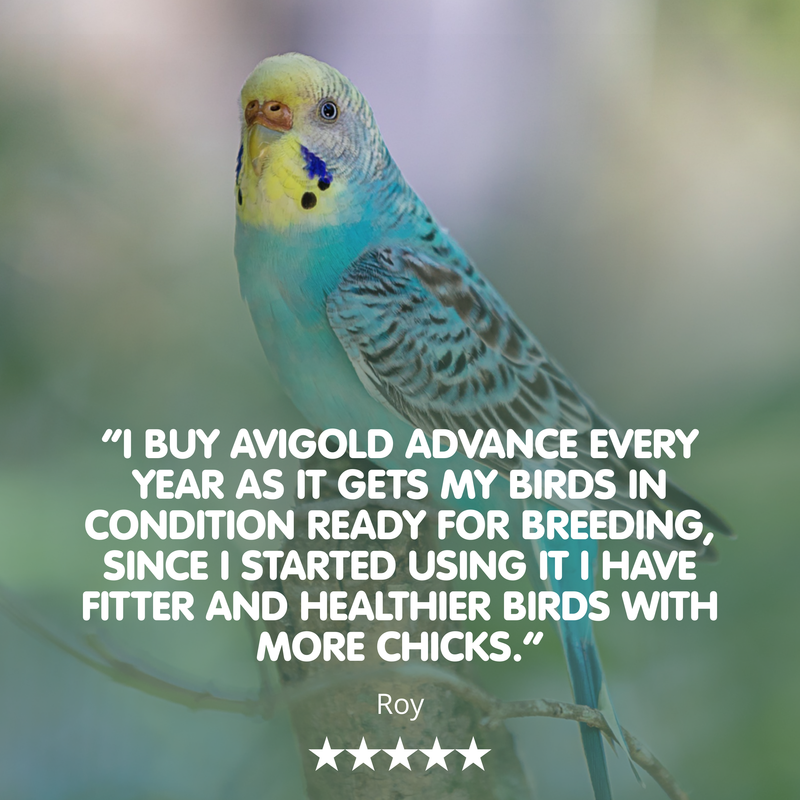 AVIGOLD ADVANCE-1000ml-Aviary Bird Tonic - Image 3