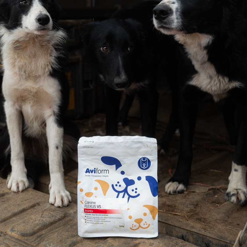 Flexus VS-500g-Ultimate Dog Hip and Joint Supplement - Image 7
